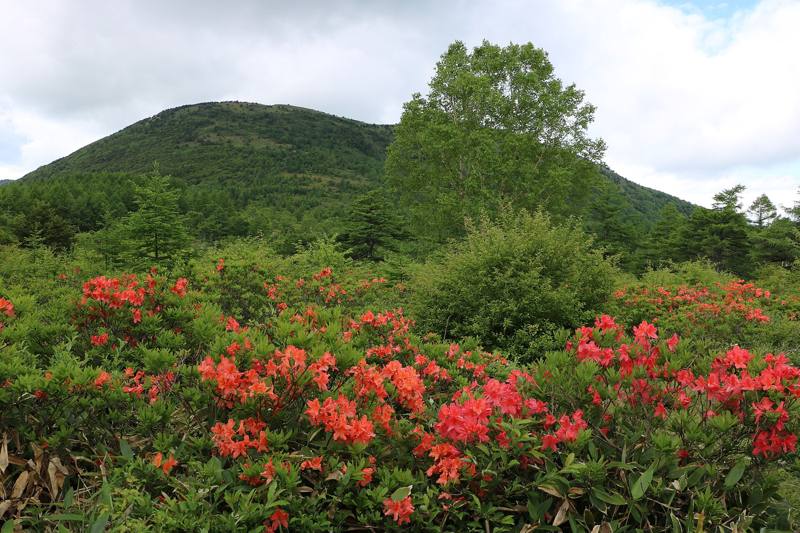 レンゲツツジの群落と湯ノ丸山